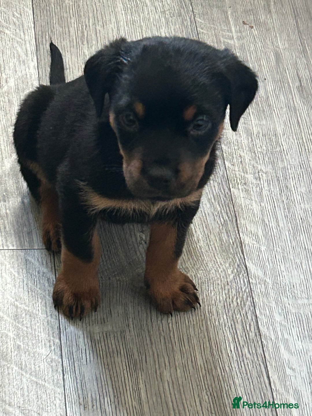 Rottweiler dogs for sale: Rotwellier puppies READY NOW  - Advert 7