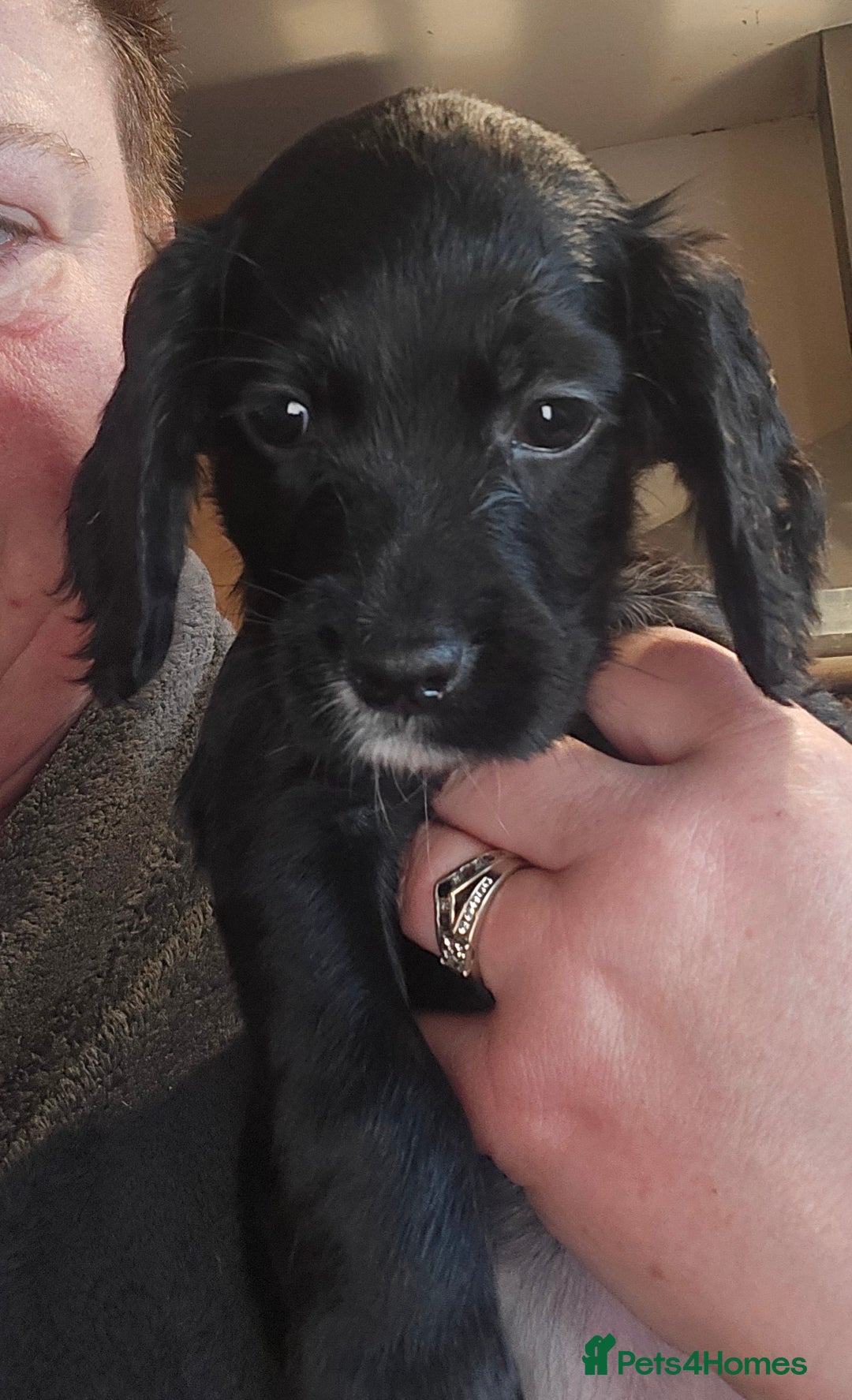 Cocker Spaniel dogs for sale: KC REGISTERED COCKER SPANIEL WORKING LINE PUPS  - Image 8