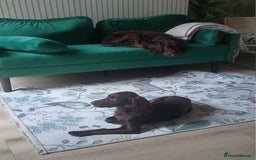 Cocker Spaniel dogs for sale: Cocker spaneil (female)  - Image 1