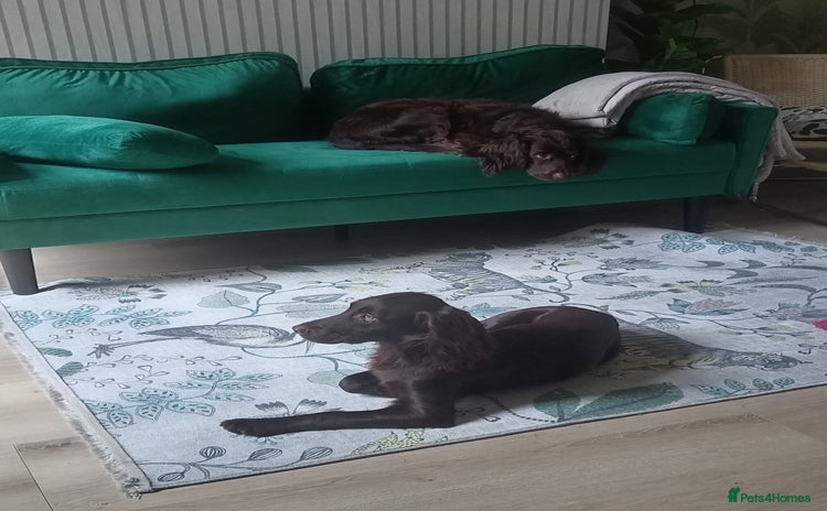 Cocker Spaniel dogs - Advert 1