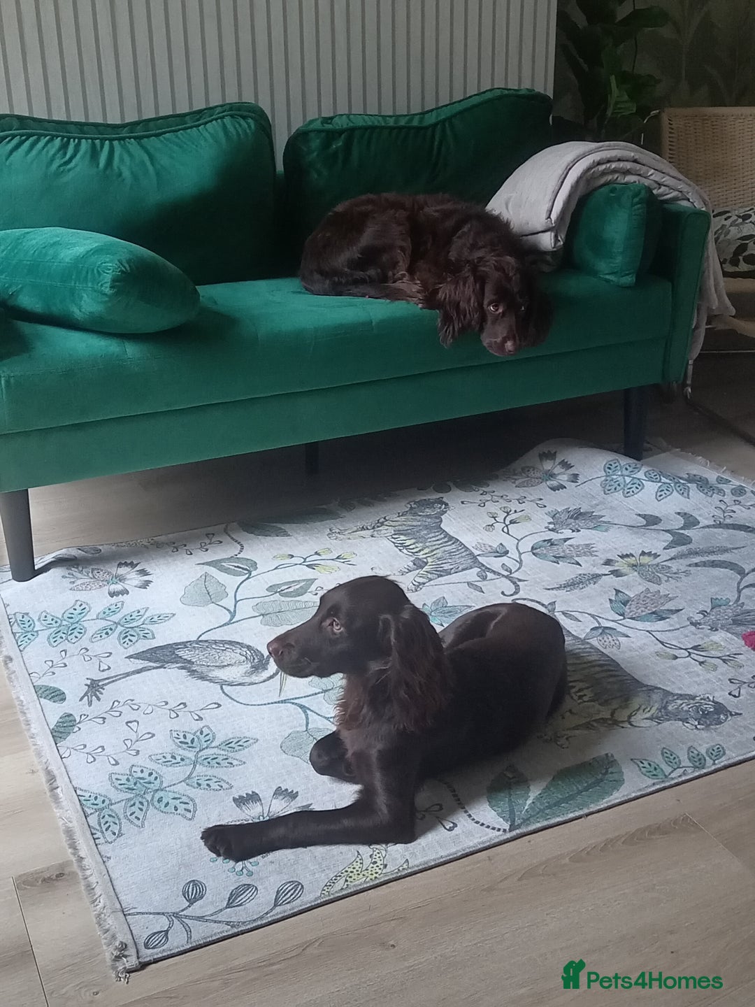 Cocker Spaniel dogs for sale: Cocker spaneil (female)  - Image 1