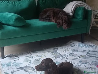 Cocker Spaniel dogs for sale - Advert 1