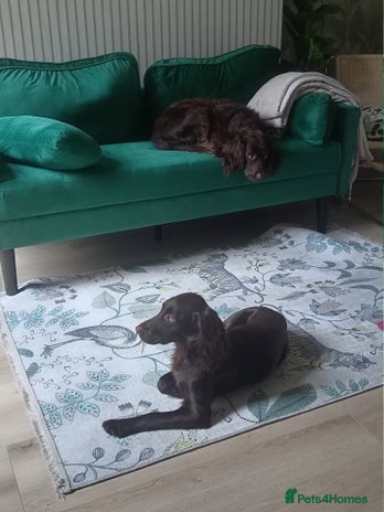 Cocker Spaniel dogs - Advert 16