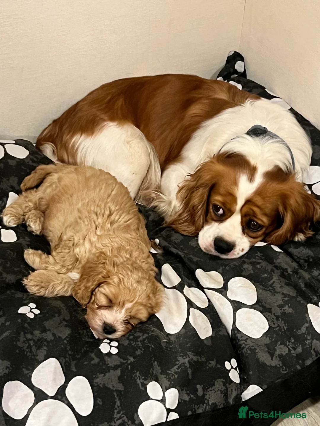 Cavapoo dogs for sale: One Gorgeous Apricot Cavapoo Boy  - Advert 2