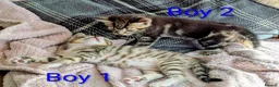 Mixed Breed cats for sale: Gorgeous Tabby Kittens for sale Ready June 17 - Advert 18