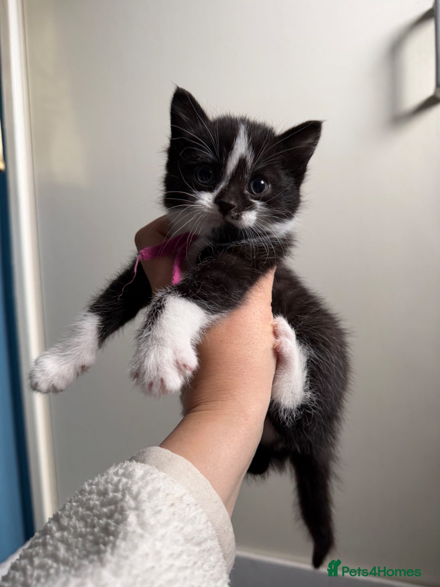 Domestic Shorthair cats Beautiful fluffy kittens ready in JUNE  - Advert 3