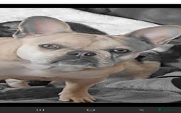 Mixed Breed dogs for sale: Frenchie x dachshund  - Image 3