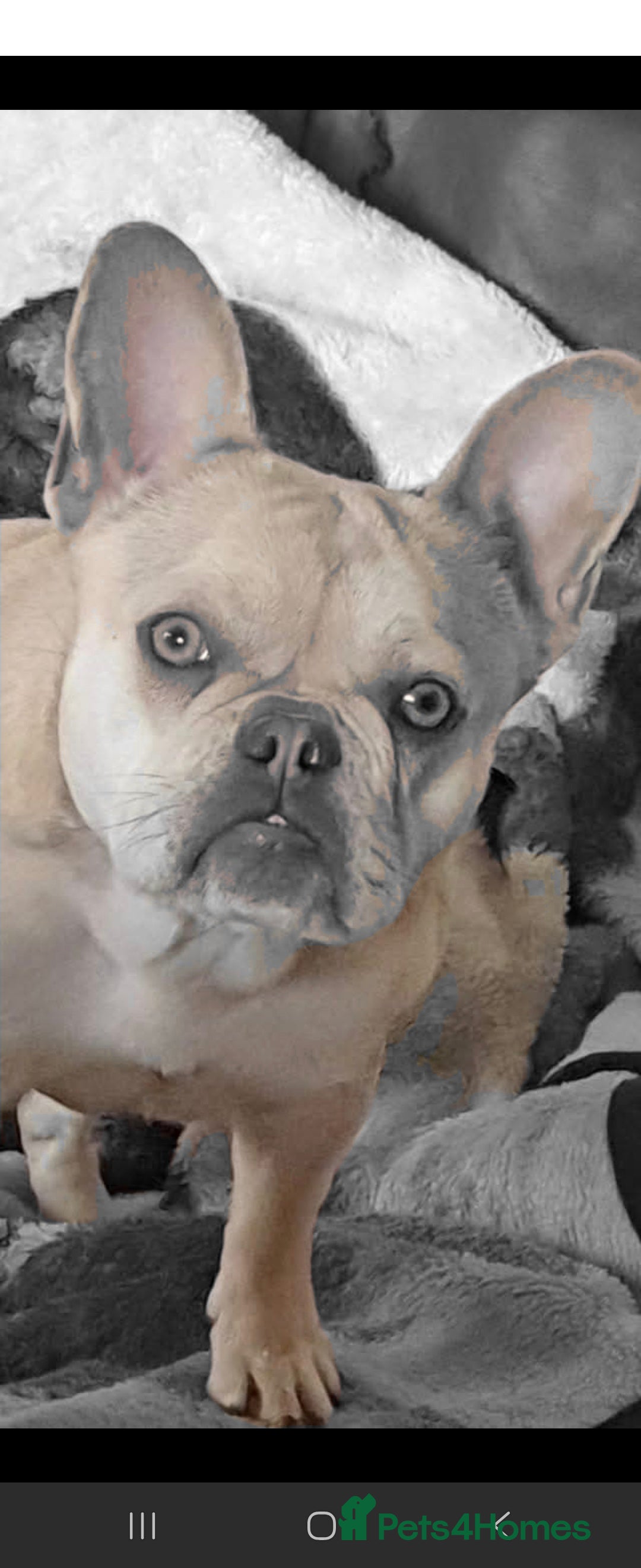 Mixed Breed dogs for sale: Frenchie x dachshund  - Image 3