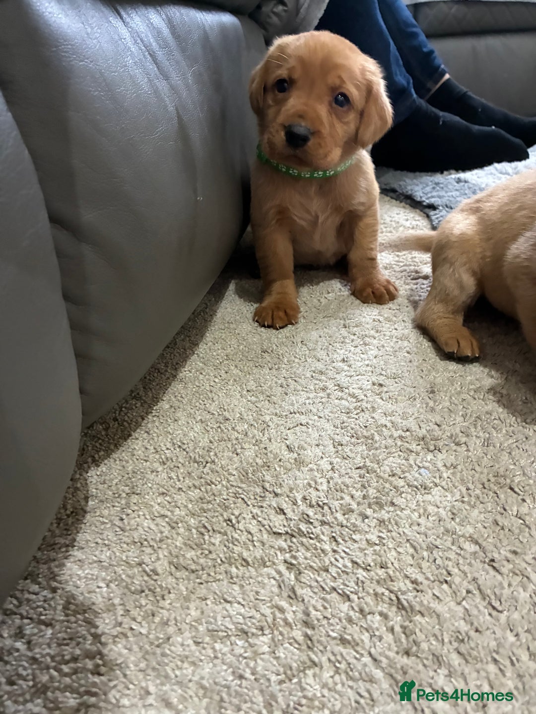 Labrador Retriever dogs for sale: 5 kc chunky fox red Labradors  - Advert 4