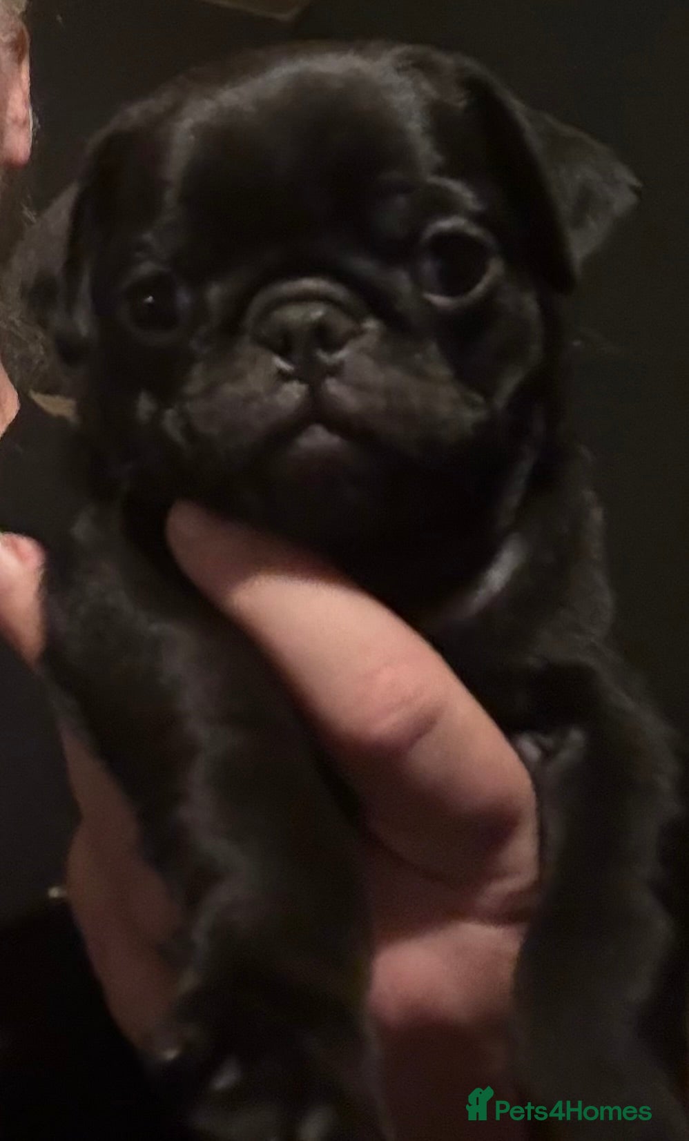 Pug dogs Male & Female Pug pups - Advert 3