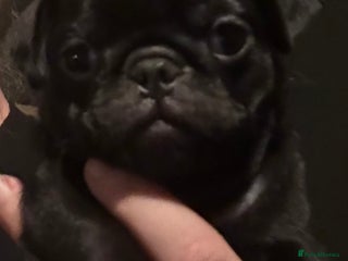 Pug dogs Male & Female Pug pups - Advert 17