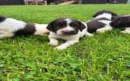 English Springer Spaniel dogs for sale: Springer Spaniel Puppies  - Image 27