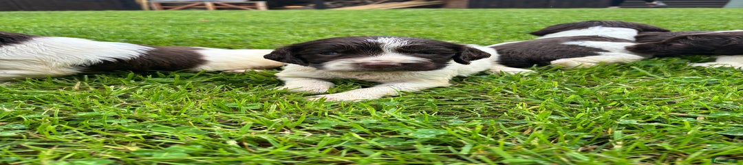 English Springer Spaniel Puppy 6