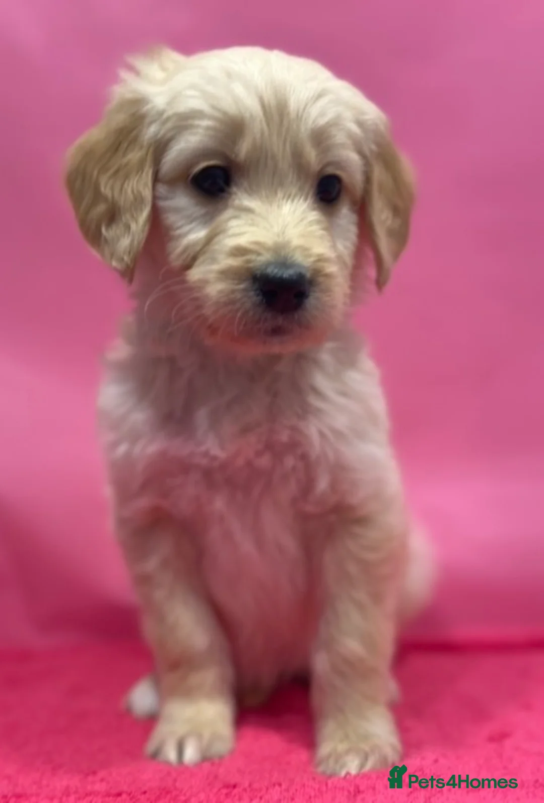 Goldendoodle dogs for sale: F1B Golden doodle pups - Advert 6