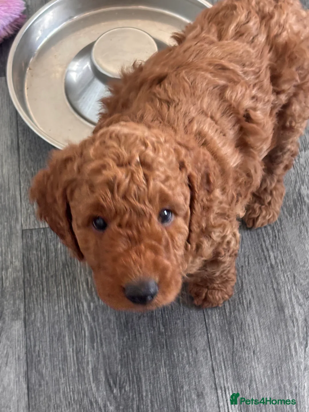Cockapoo dogs for sale: Beautiful cockapoo puppies for sale  - Advert 5