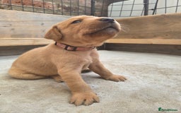 Labrador Retriever dogs for sale: 1 BOY LEFT!! Fox Red Labrador - Working Lines - Image 19