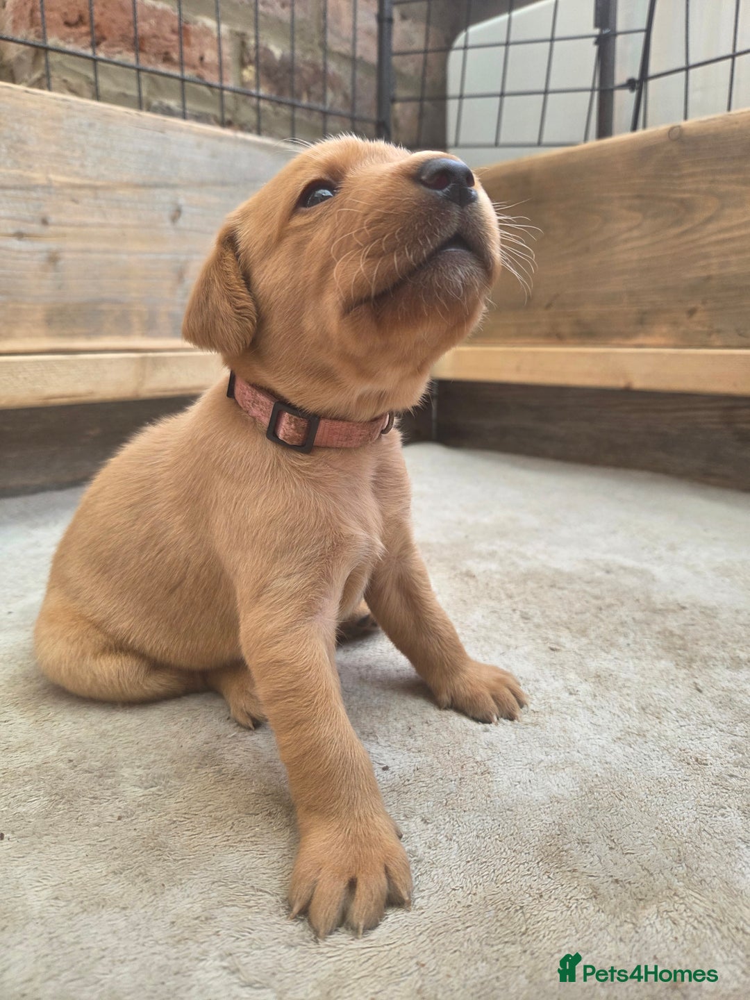 Labrador Retriever dogs for sale: 1 BOY LEFT!! Fox Red Labrador - Working Lines - Image 19