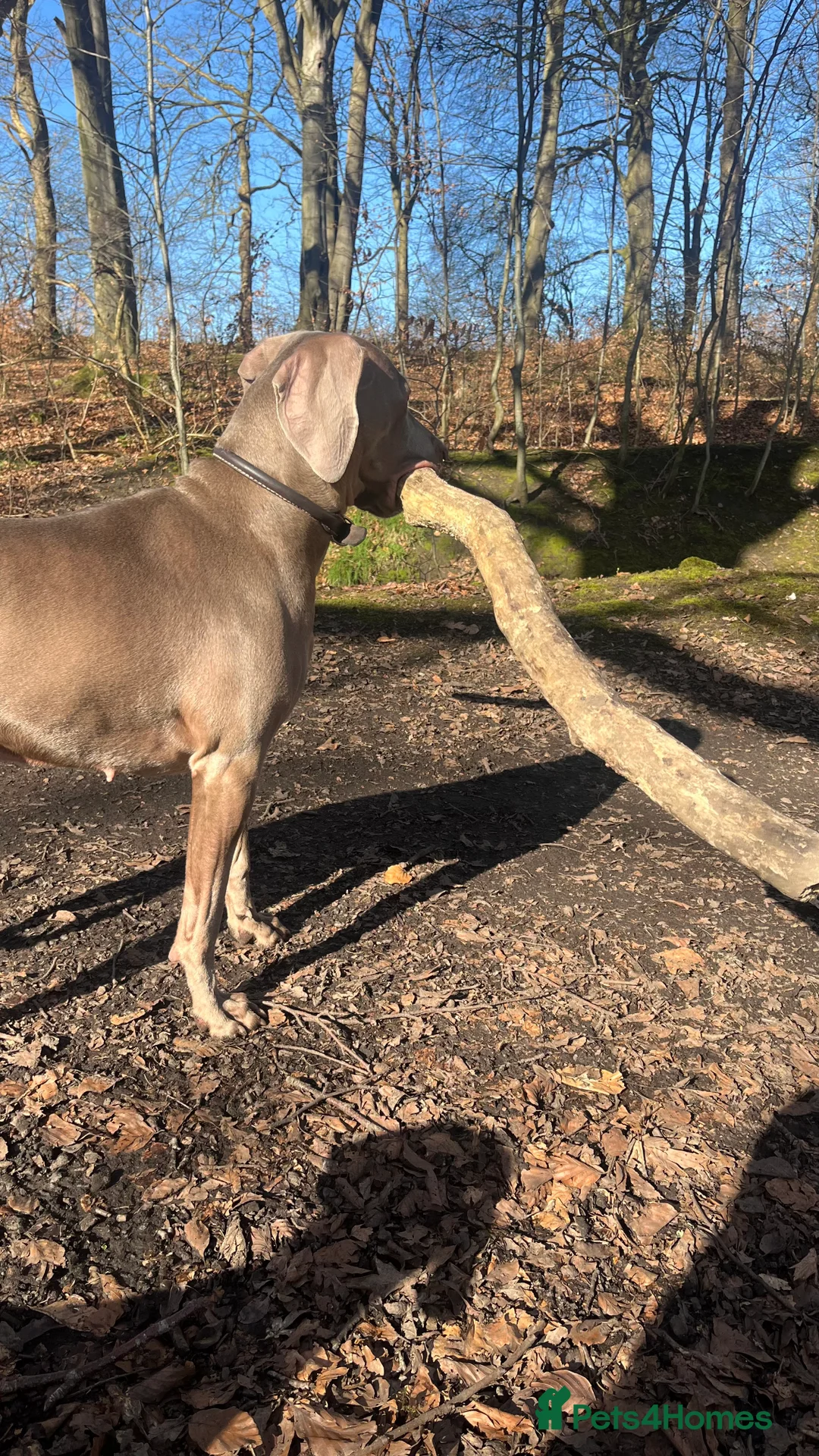 Weimaraner dogs for sale: Weimaraner puppy bitch  - Advert 2