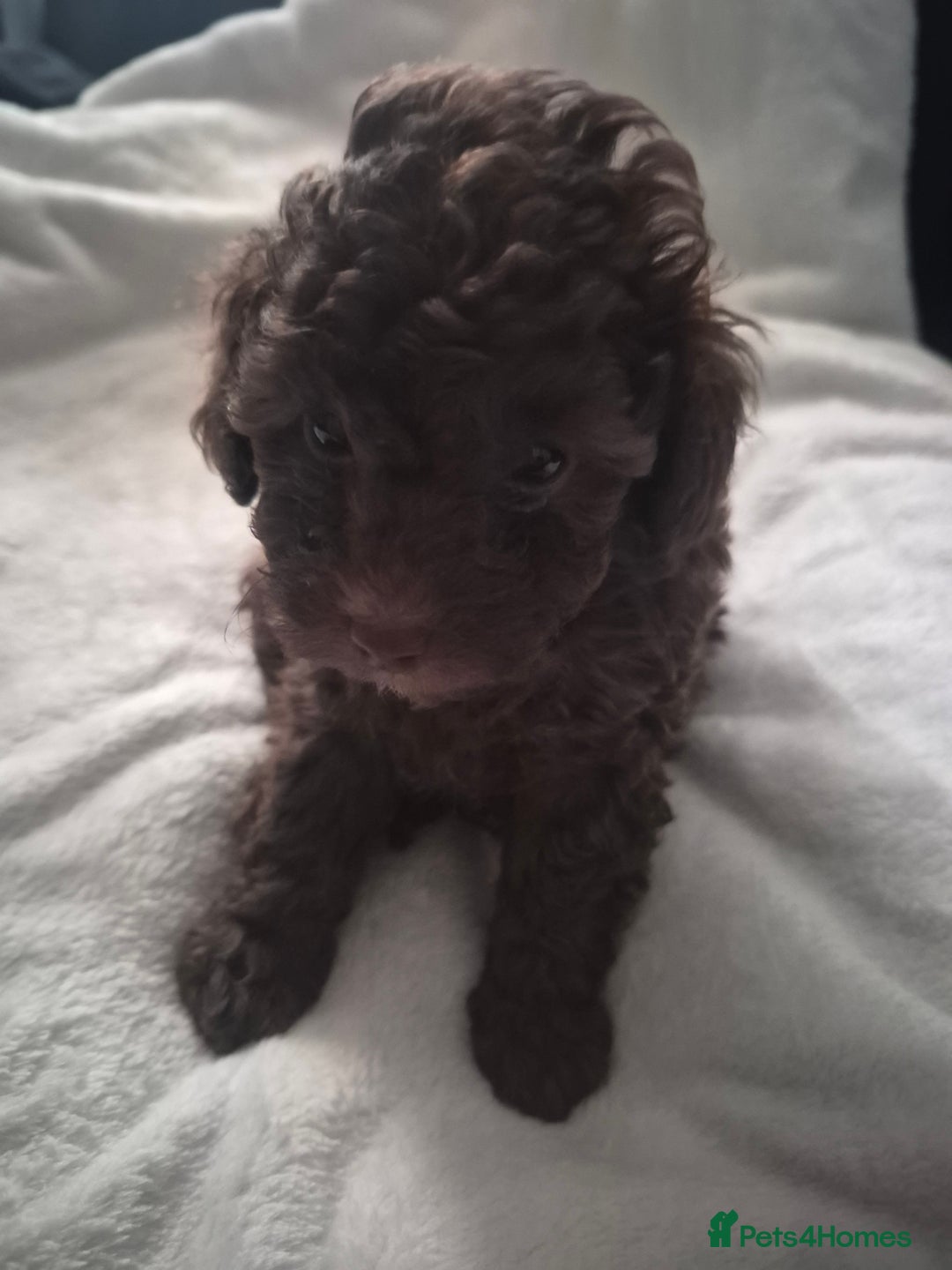 Toy Poodle dogs for sale: beautiful toy poodles for sale  - Advert 10