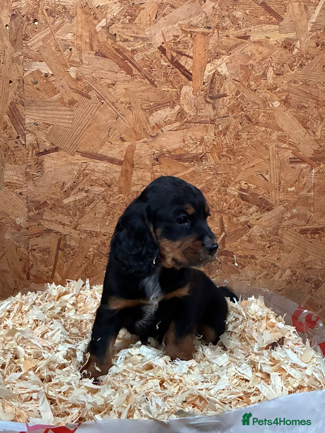 Cocker Spaniel dogs for sale: Working cocker spaniels  - Advert 9