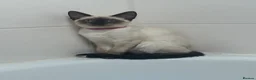 Siamese cats for sale: Siamese Girl Kitten Left *URGENT* - Advert 2