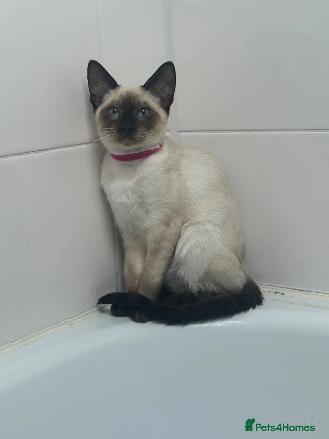 Siamese cats for sale: Siamese Girl Kitten Left *URGENT* - Advert 2