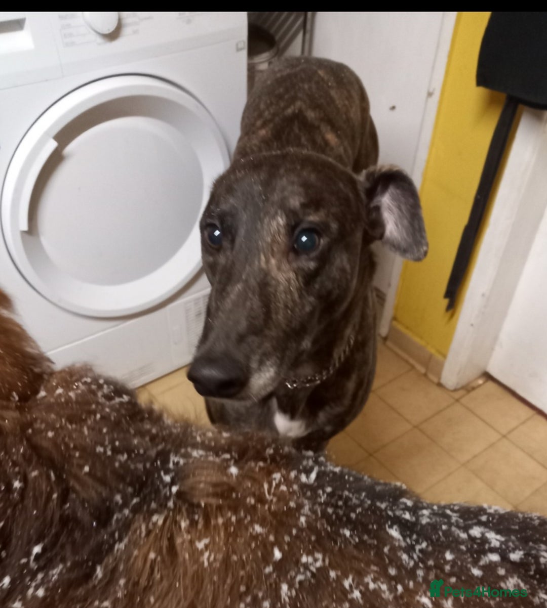 Greyhound dogs for sale: Ex racer looking for a new sofa - Advert 6