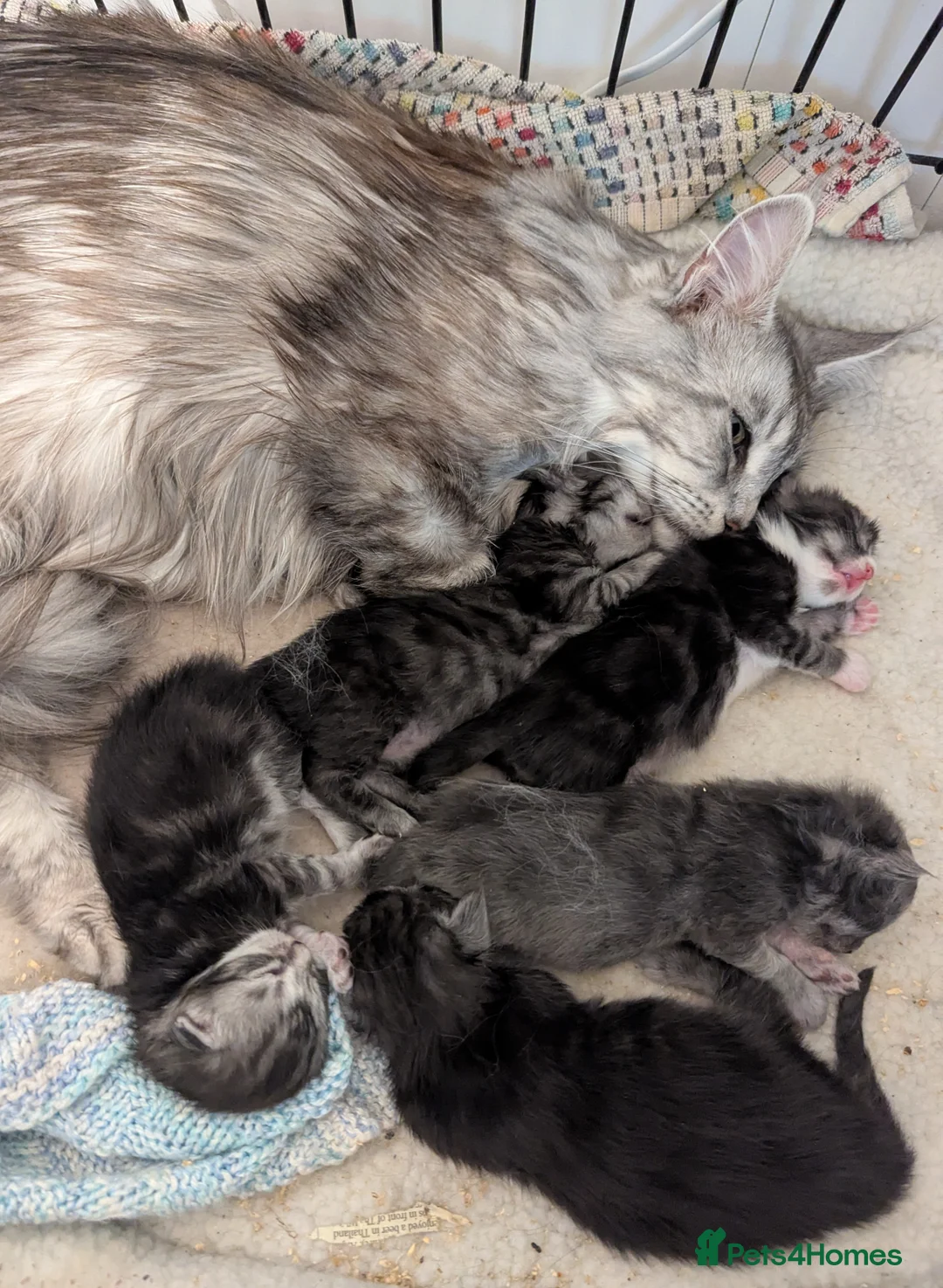 Maine Coon cats for sale: Pedigree Maine Coone Kittens in Helensburgh - Advert 1