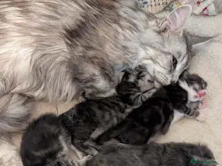 Maine Coon cats Pedigree Maine Coone Kittens in Helensburgh - Advert 1