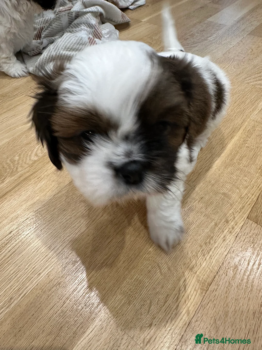 Shih Tzu dogs for sale: Shih Tzu puppies  - Advert 5