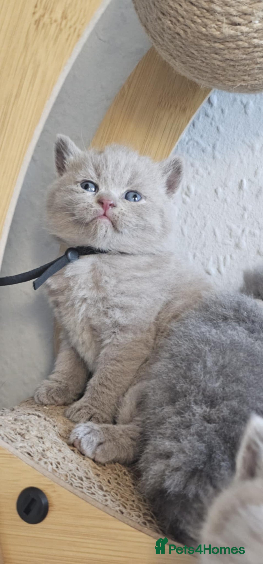 British Shorthair cats for sale: British Shorthair Kittens for Sale 🐾 - Advert 10
