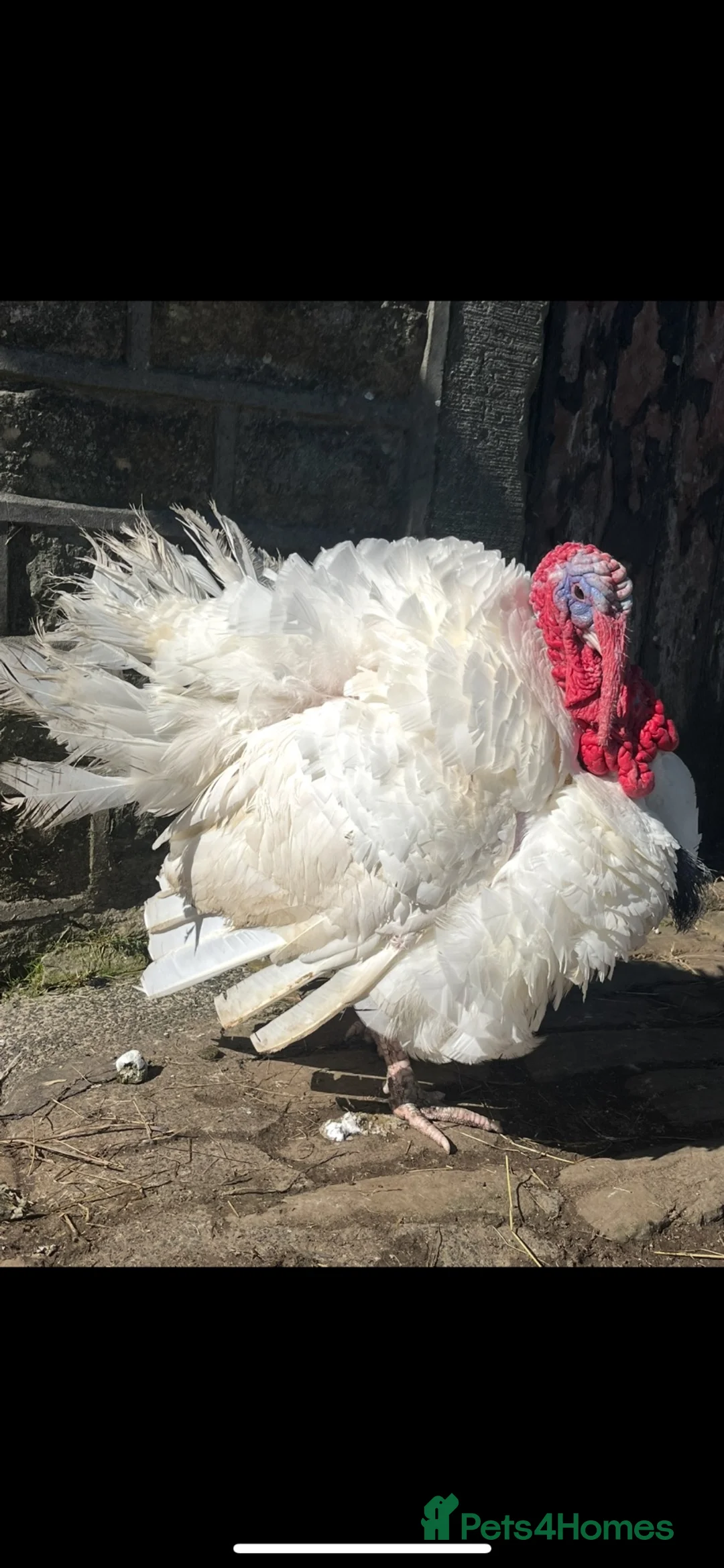 Turkeys poultry for sale: Turkey female this year hatched  - Advert 3