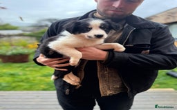 Border Collie dogs for sale: Border Collie pups for sale - Advert 6