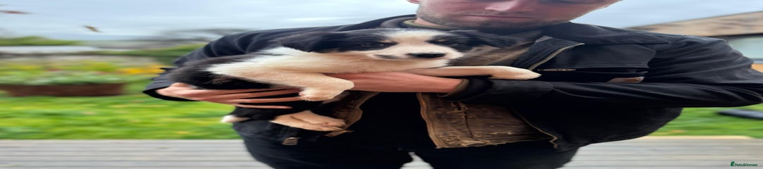 Border Collie Puppy 1