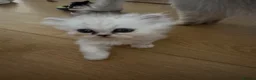 Persian cats for sale: Persian chinchilla pure kittens for sale  in Eastleigh - Advert 5