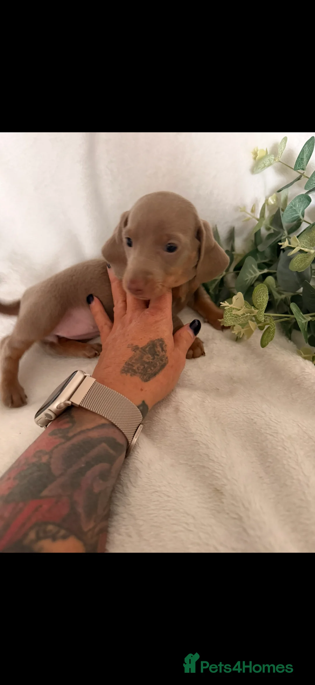Dachshund dogs for sale: Beautiful miniature dachshunds dapple & Isabella  - Advert 7