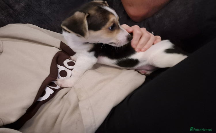Jack Russell dogs Jack russel puppies last boy left - Advert 12