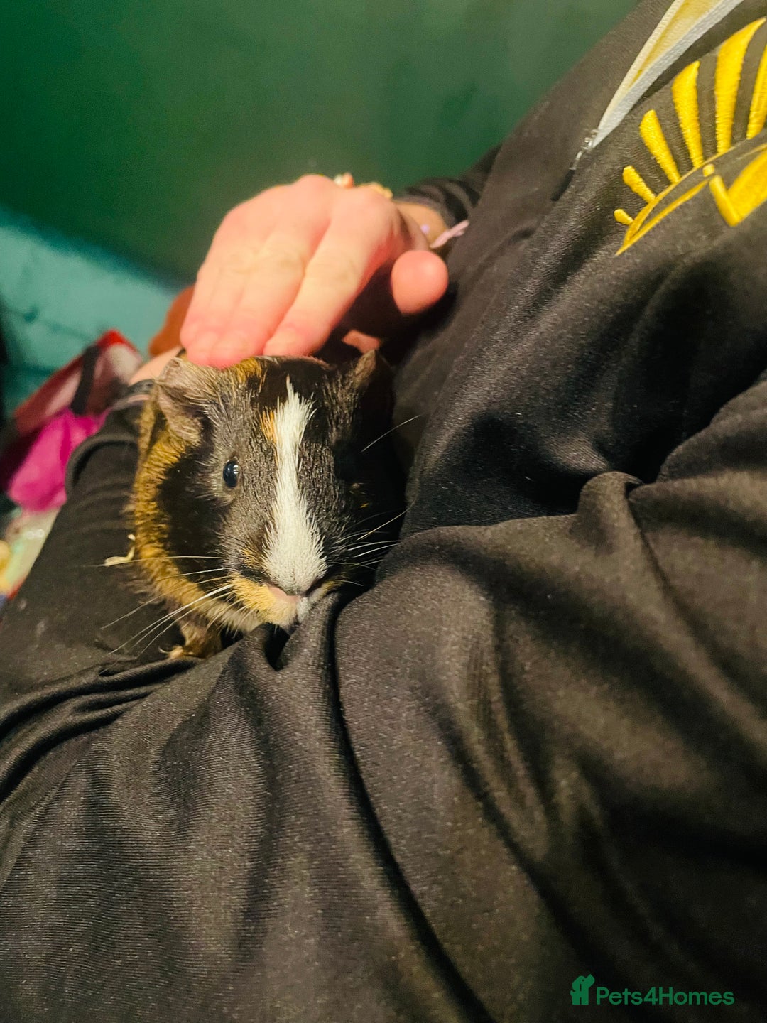 Guinea Pig rodents for sale: 2 x Male Guinea Pigs - Advert 4