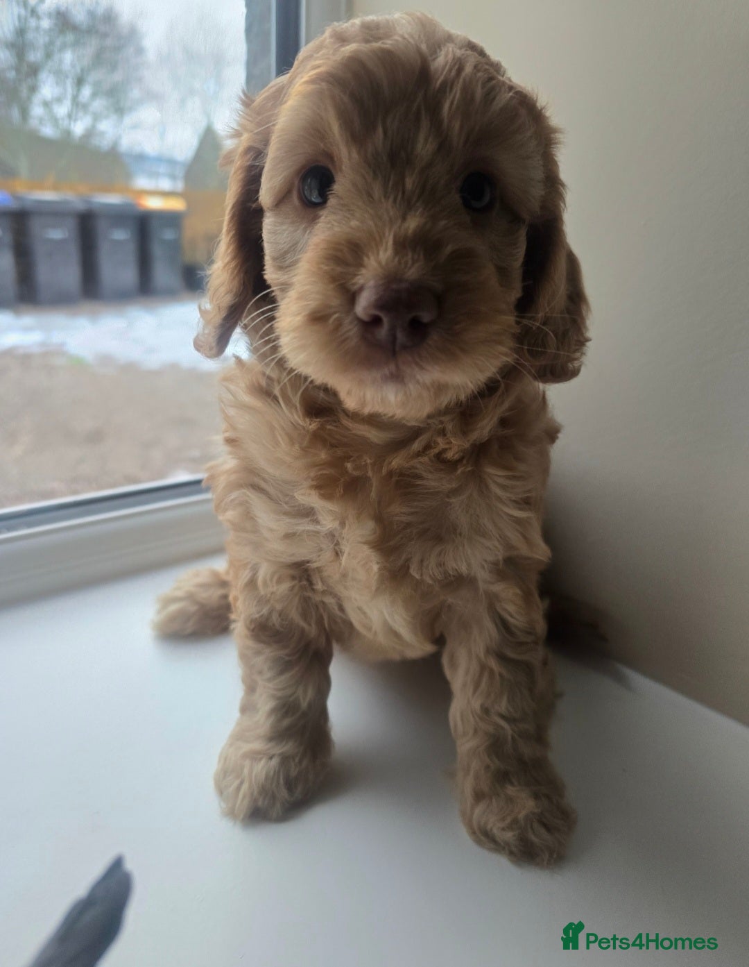 Cockapoo dogs for sale: F1 Minature cockapoos - Advert 2