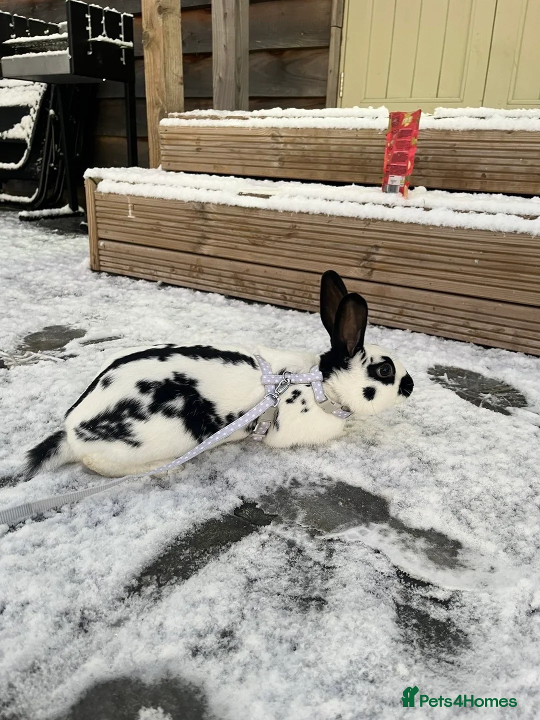 Dutch rabbits for sale: Dutch x old English male rabbit  in Doncaster - Advert 2