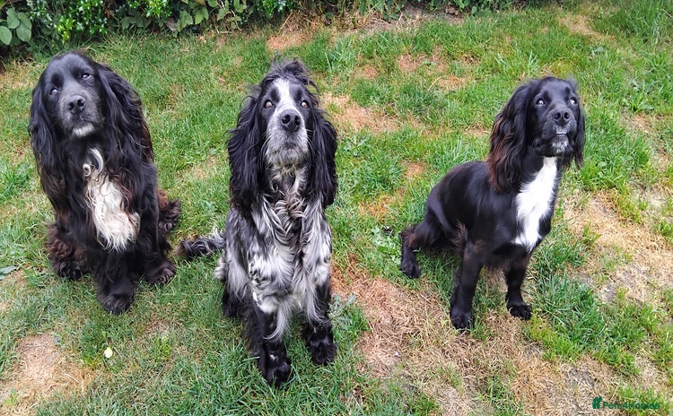 Cocker Spaniel dogs - Advert 5