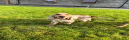 Cocker Spaniel dogs for sale: KC HEALTH TESTED show type cocker ⭐️  in Llanybydder - Advert 3