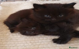 British Shorthair cats for sale: BSH kittens 💙🖤 - Image 14
