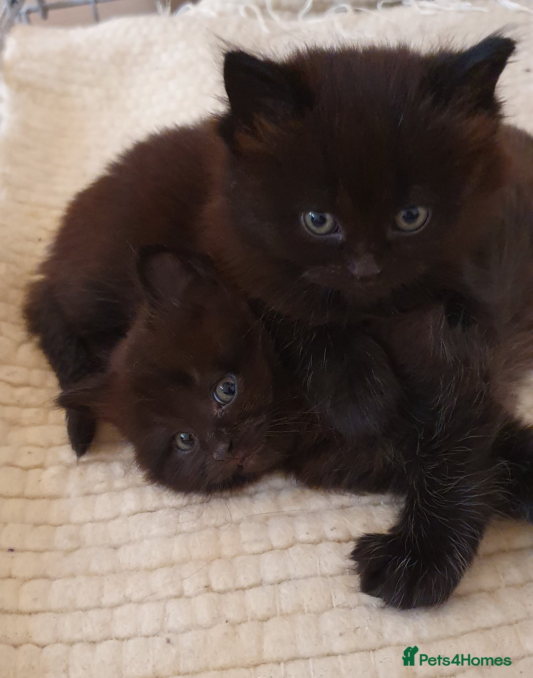 British Shorthair cats for sale: BSH kittens 💙🖤 - Image 14