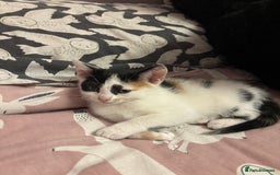 Mixed Breed cats for sale: Kittens 😸 MaineCoon x kittens READY TODAY ❤️😸🐈 - Image 34