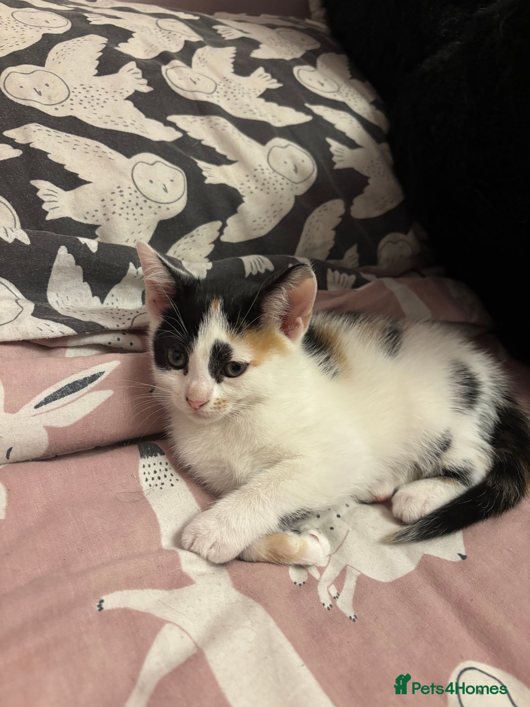 Mixed Breed cats for sale: Kittens 😸 MaineCoon x kittens READY TODAY ❤️😸🐈 - Image 34