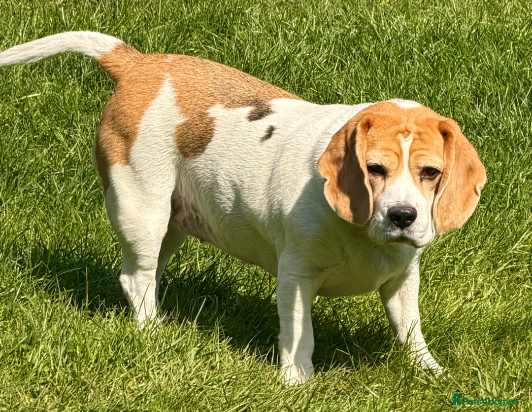 Beagle dogs for adoption: 🐾 LIDA – Female Beagle 🐾 - Advert 2