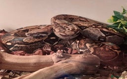Boa Snake reptiles for sale: 2025 Boa Constrictor Babies in Letchworth Garden City - Image 25