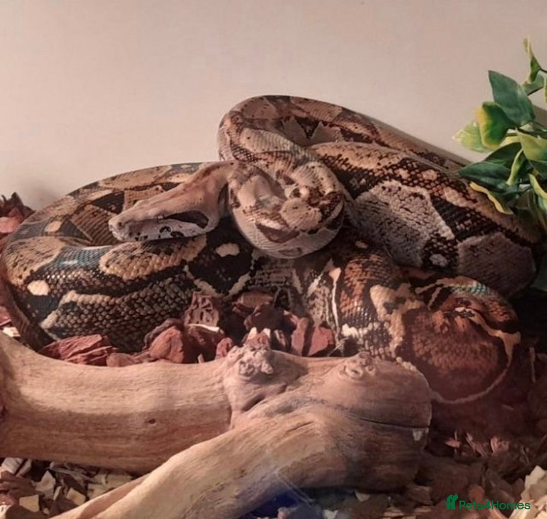 Boa Snake reptiles for sale: 2025 Boa Constrictor Babies in Letchworth Garden City - Image 25