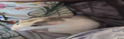 Rat rodents for sale: Baby rats - Advert 3